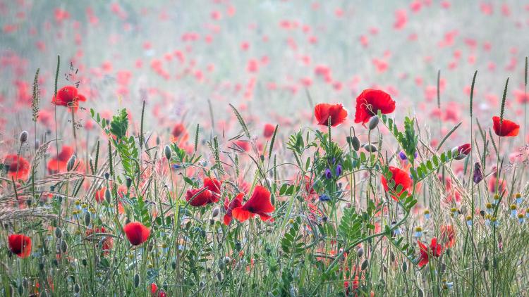 Photo of poppies in misty field