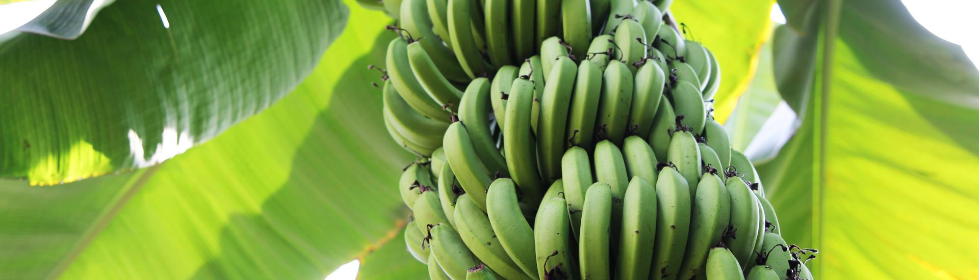 Bananas growing from tree