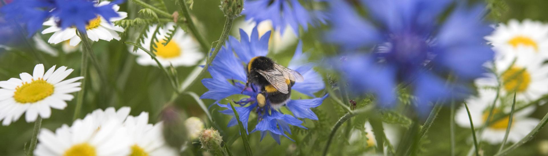 Bee on cornflower with ox eye daisies