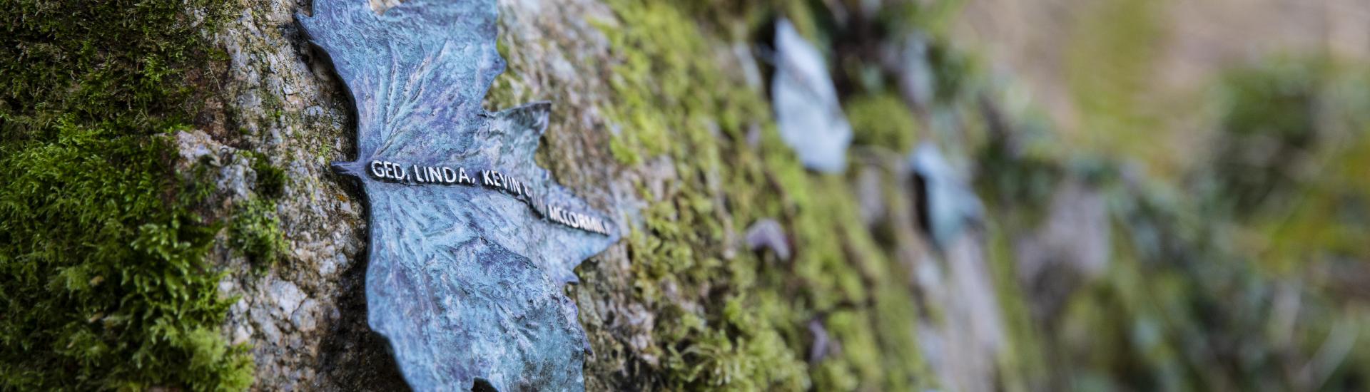 Bronze leaves on a mossy granite rock