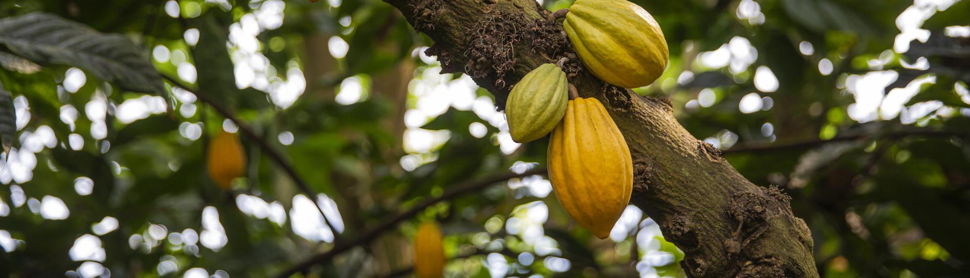 Cacao pods growing on a tree