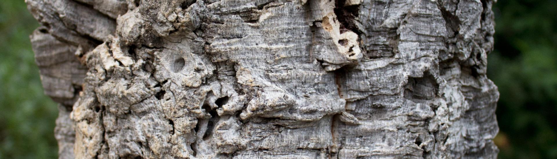 Cork oak bark