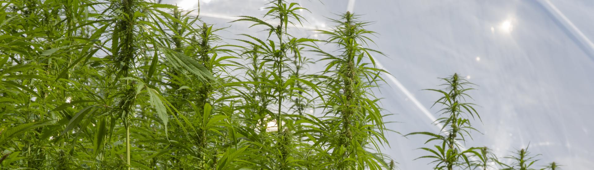 Hemp growing at the Eden Project