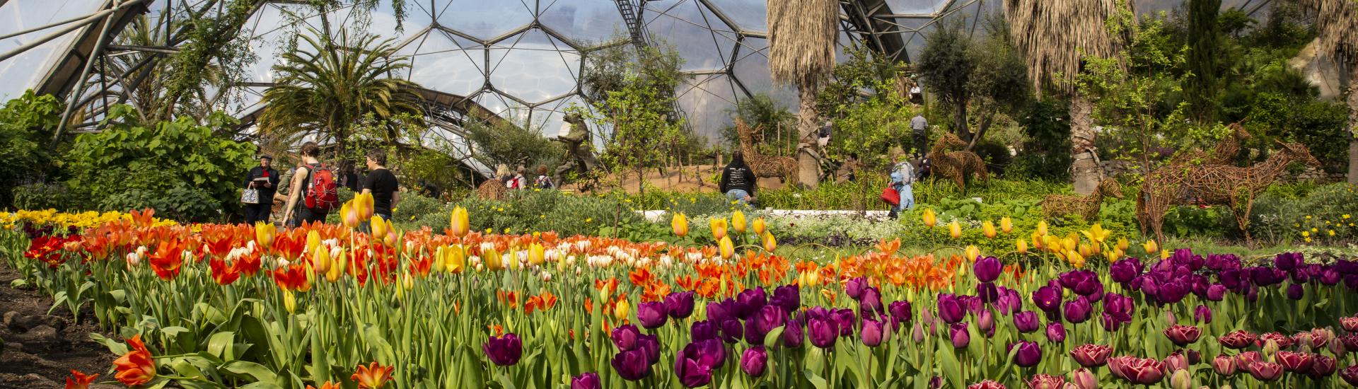 Tulips growing in Mediterranean Biome at Eden Project