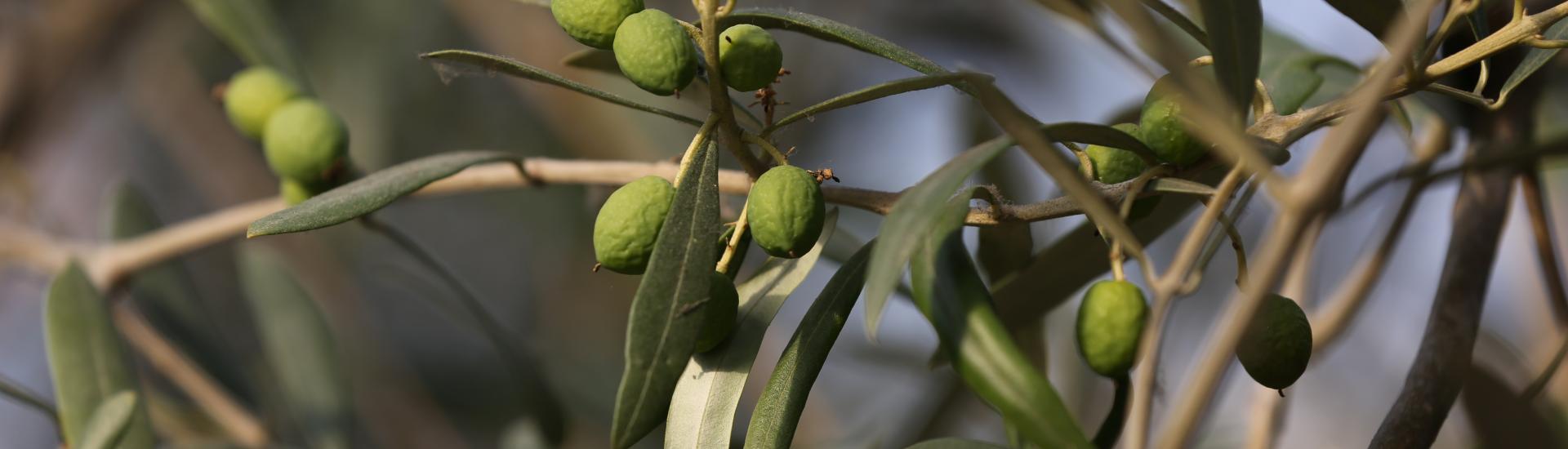 Olives growing on a tree