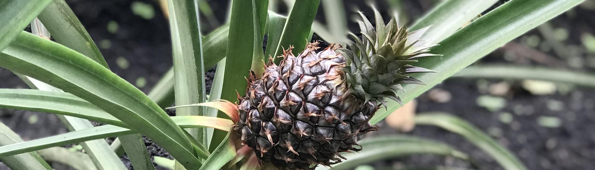 Pineapple fruit growing from plant