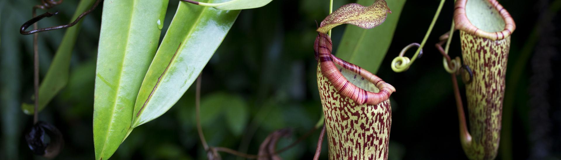 Pitcher plant cups