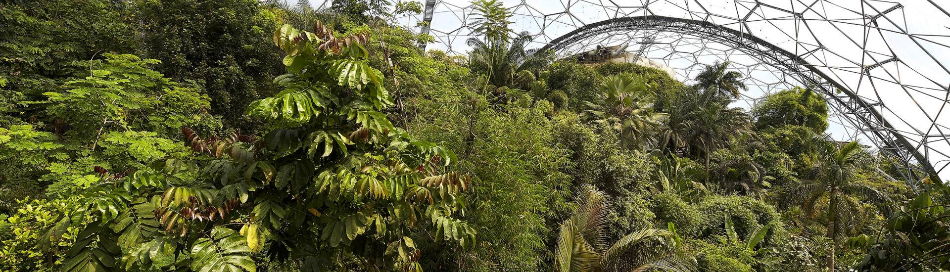 Rainforest Biome at Eden Project