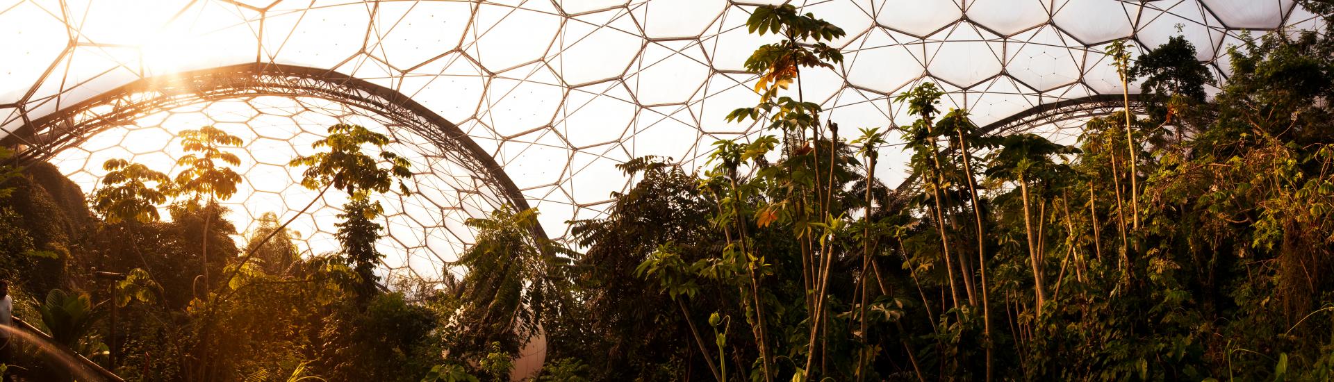 A view from inside the biome with the sunset showing through