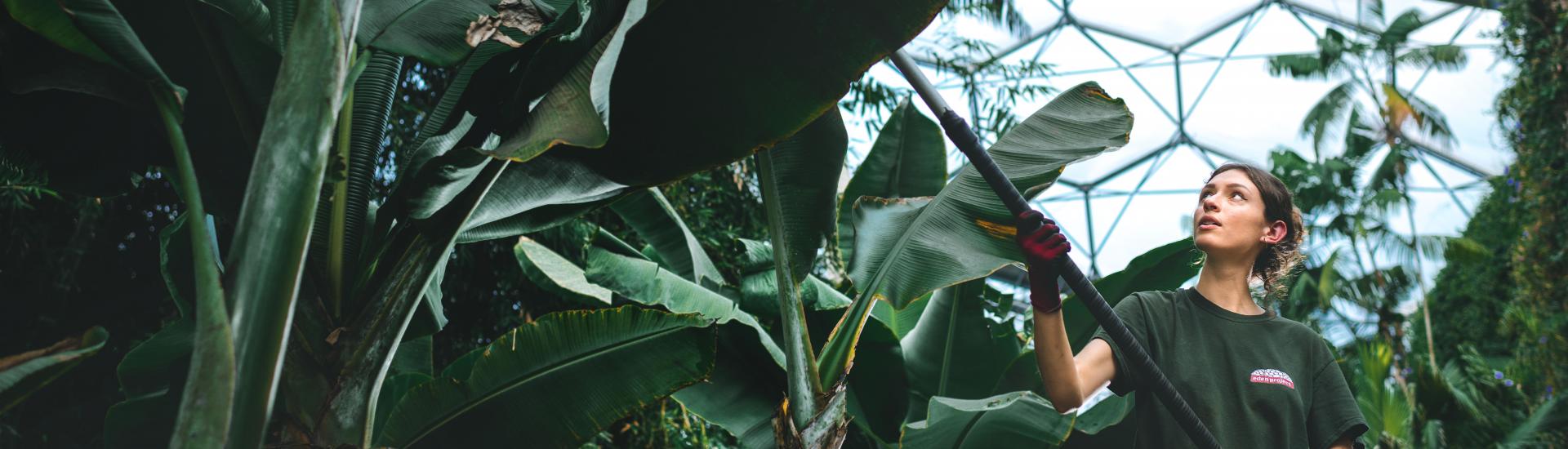 Rainforest leaves being watered in the Rainforet Biome at the Eden Project