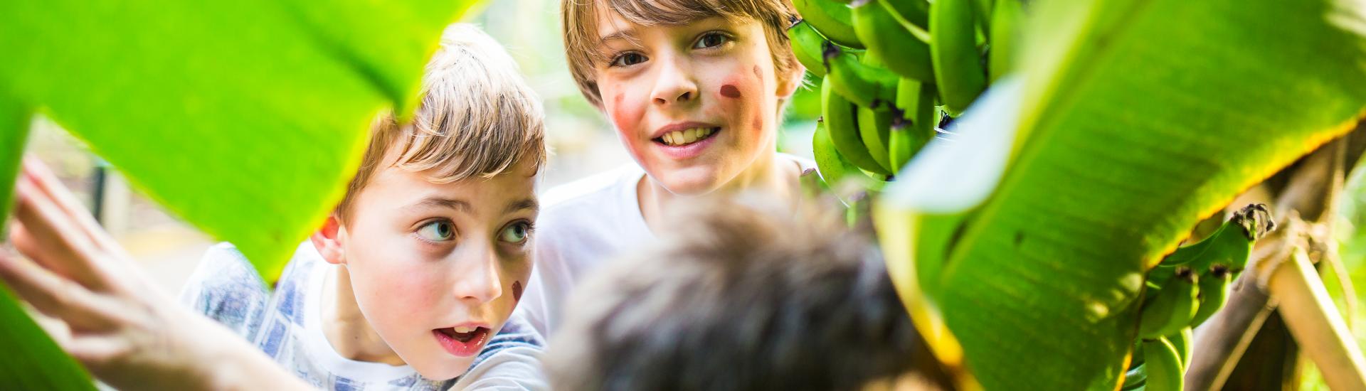 a group of kids looking through the leaves 