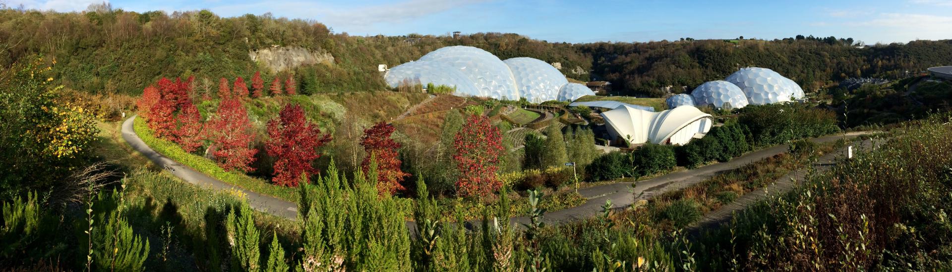 Sweet gum trees forming a semi circle around the edge of the Eden Project site