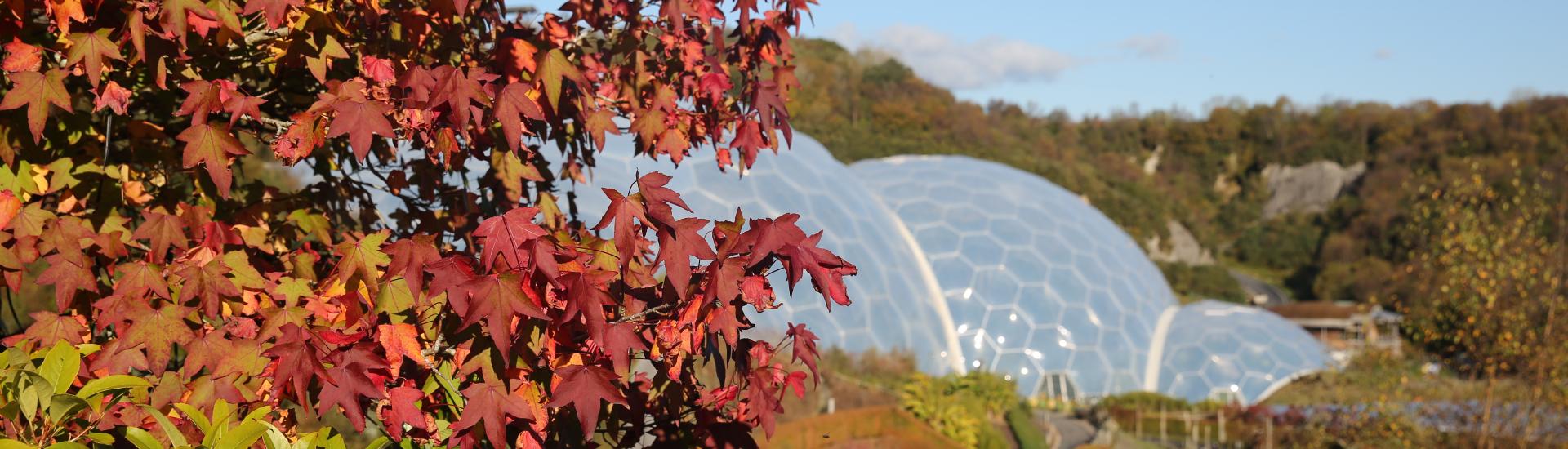 Red leaved sweet gum tree with Eden's Biomes in the background