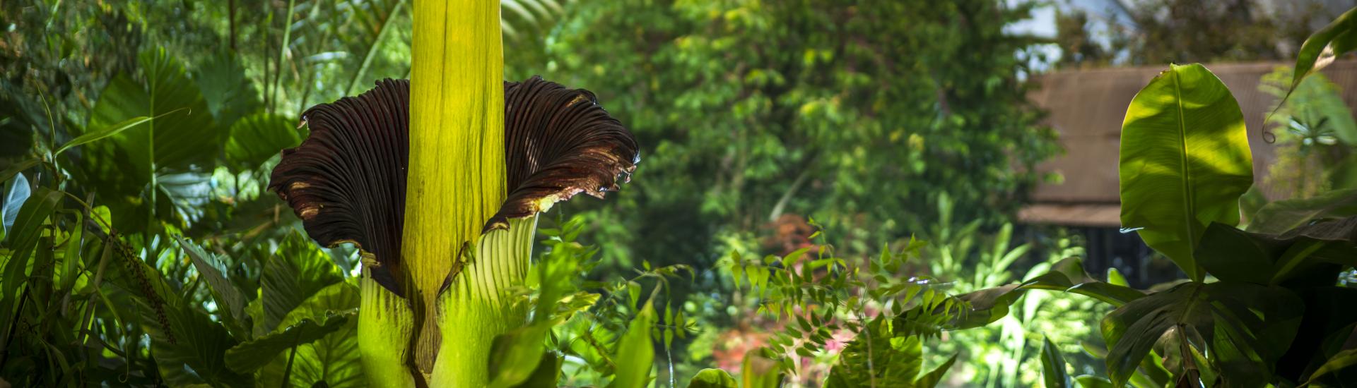 Titan arum flowering in the Rainforest Biome