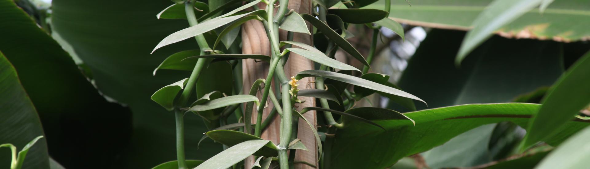 Vanilla plant