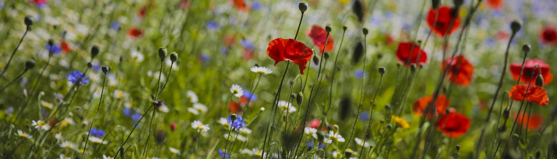 Wildflowers