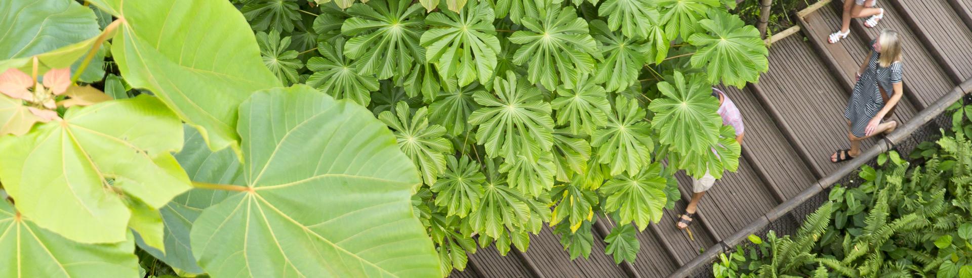 Aerial view of family walking down steps surrounded by tropical foliage in Eden's Rainforest Biome