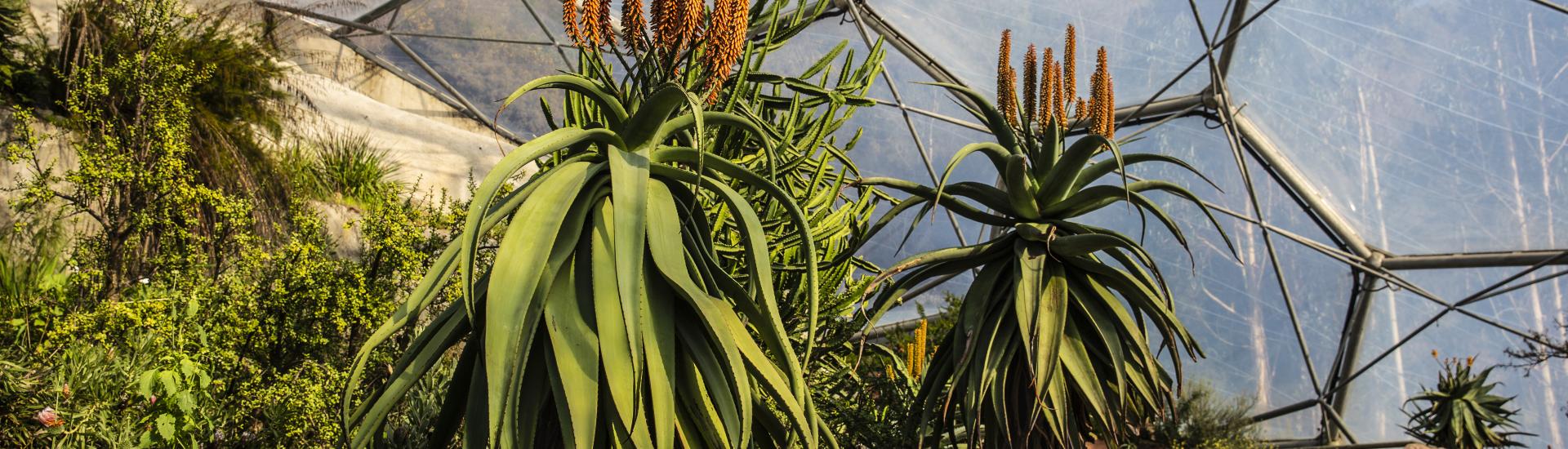 Aloes growing in the Mediterranean Biome