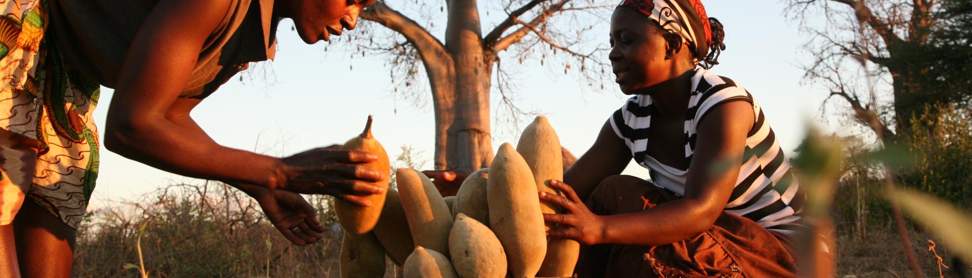 Two baobab farmers filling a basket with fruit, with a baobab tree in the background