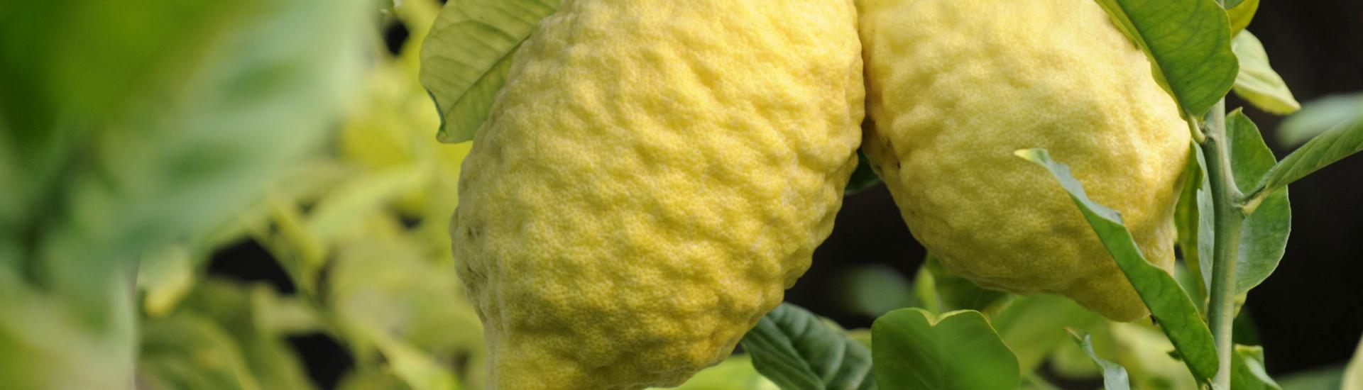 Citron fruit on tree