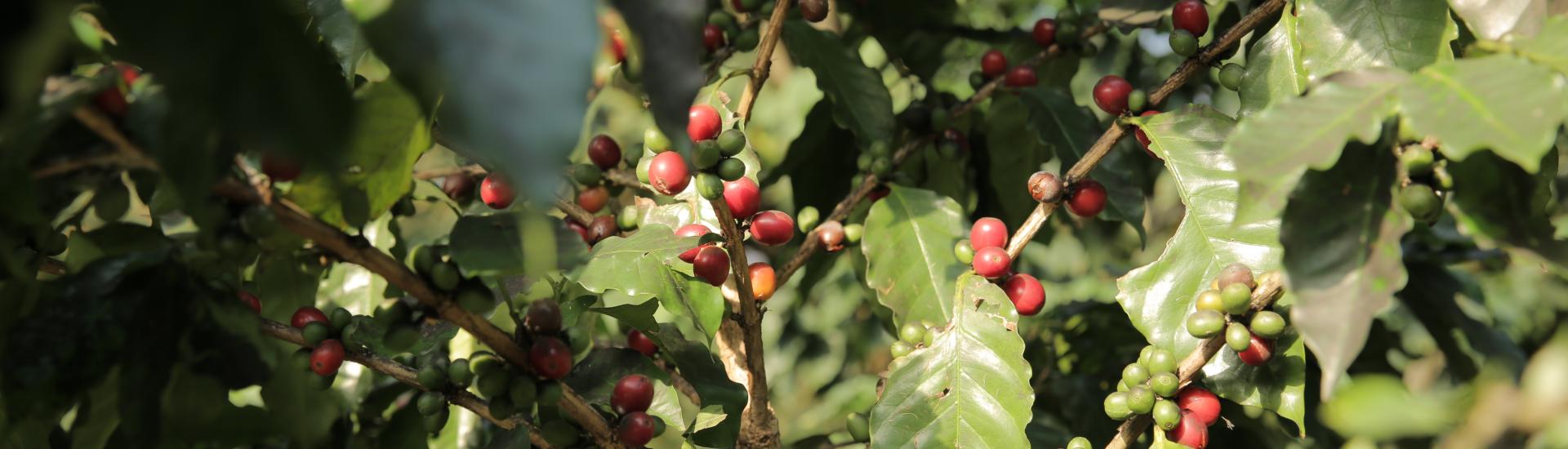 Coffee plant