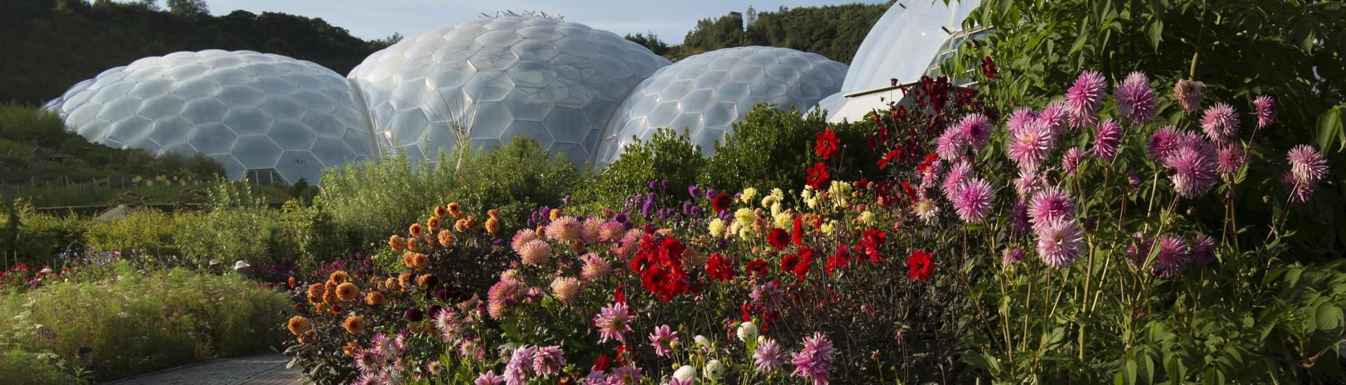 Dahlias growing in Outdoor Gardens at Eden Project