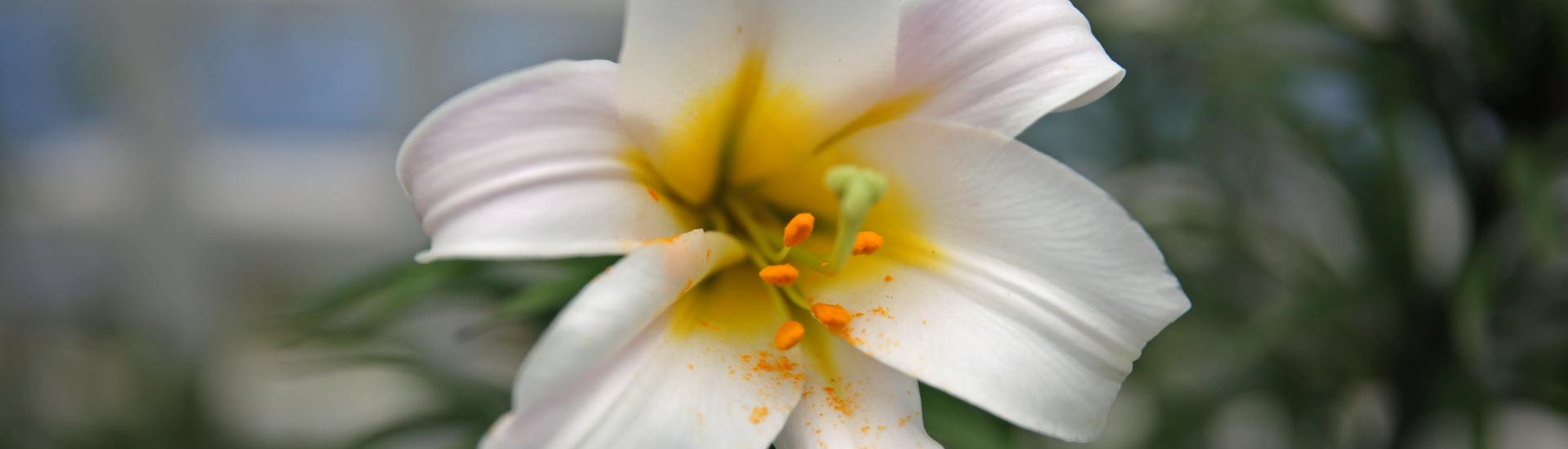 A close up of a white Lilly