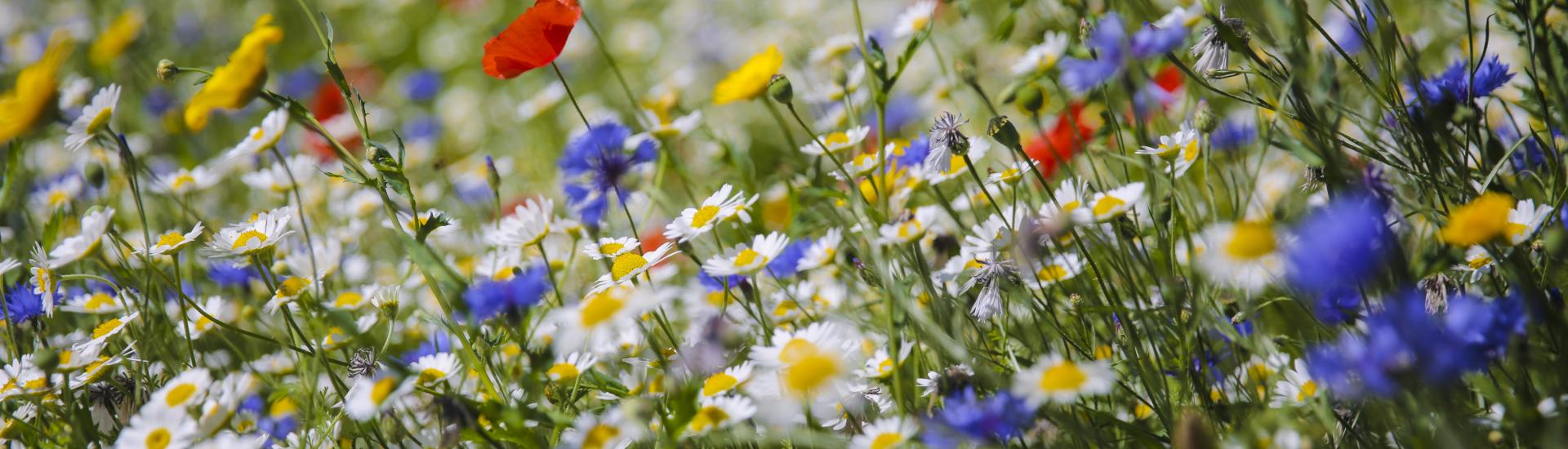 A close up of the wildflowers at the the Eden Project