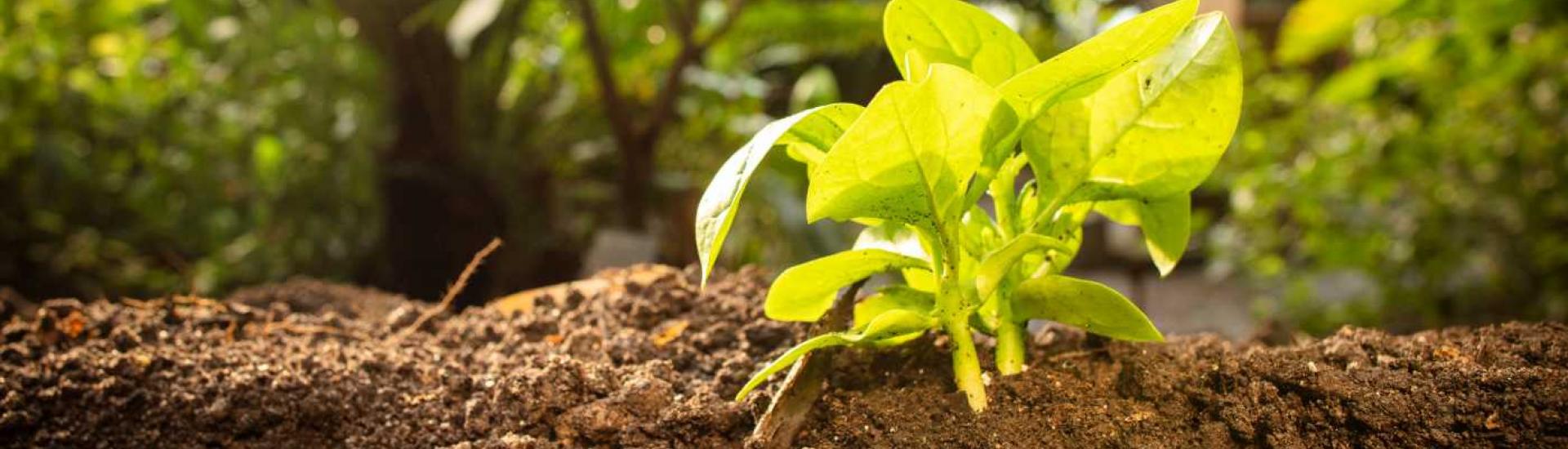 Young plant in soil