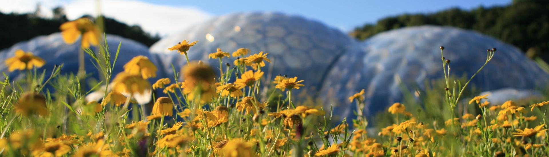 A view of the wildflowers growing in the outdoor gardens at Eden with the biomes in the far distance