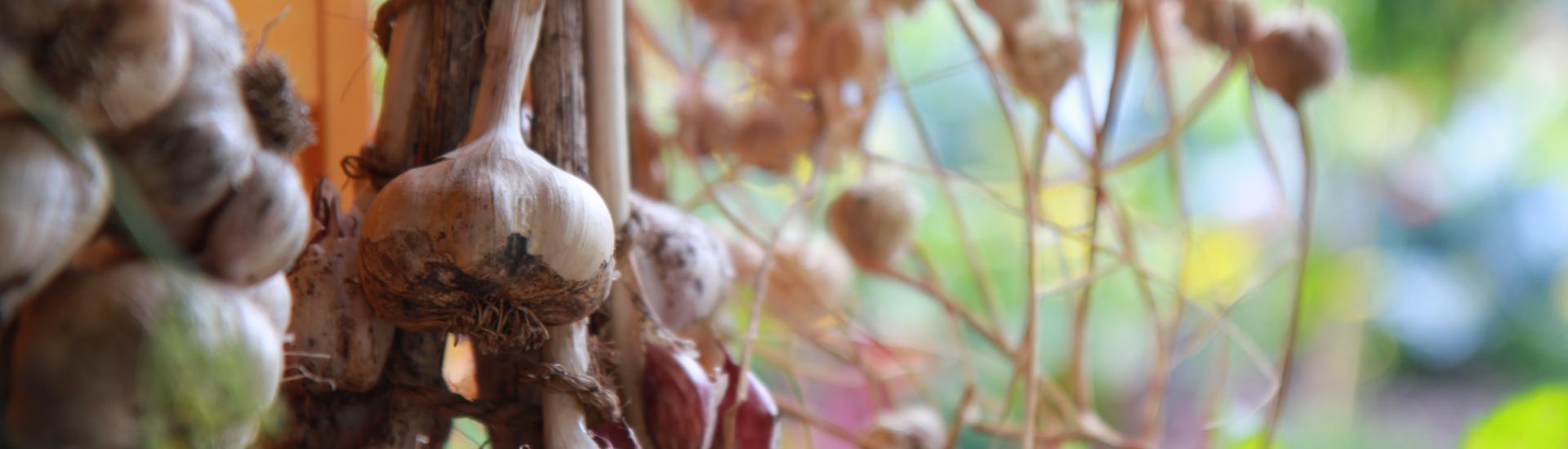A close up of Garlic cloves growing 