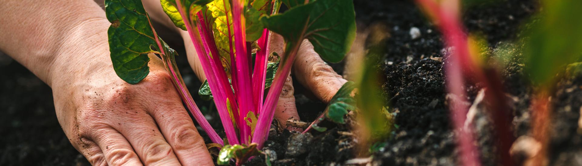 Hand planting Swiss chard