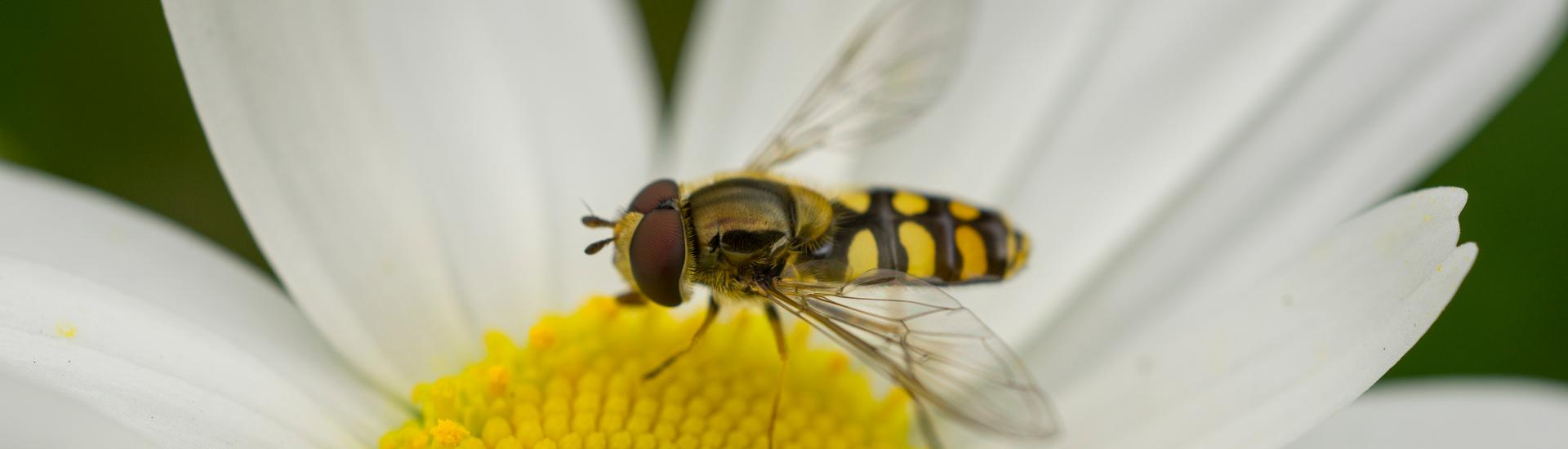 Hoverfly on daisy