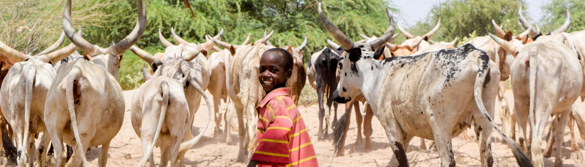 Child with cattle