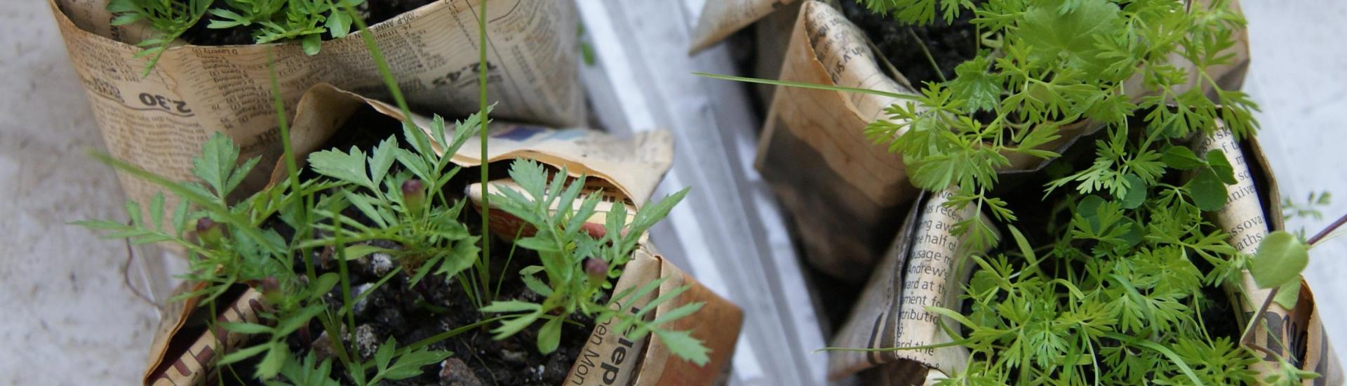 Four pot plants made from newspaper on a windowsill 