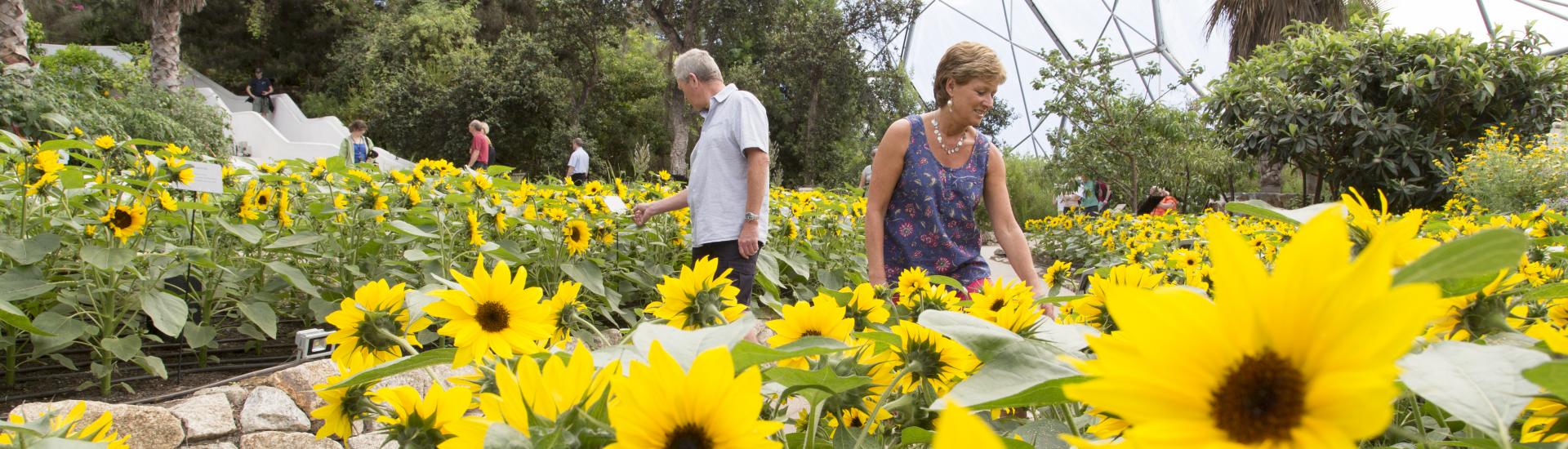 Man and women looking at sunflowers in Eden's Med Biome