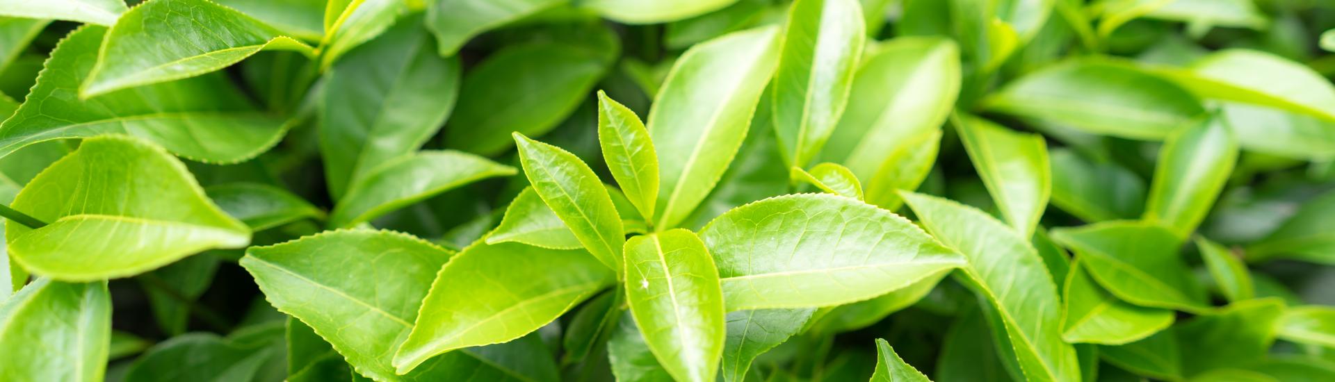 Tea plant