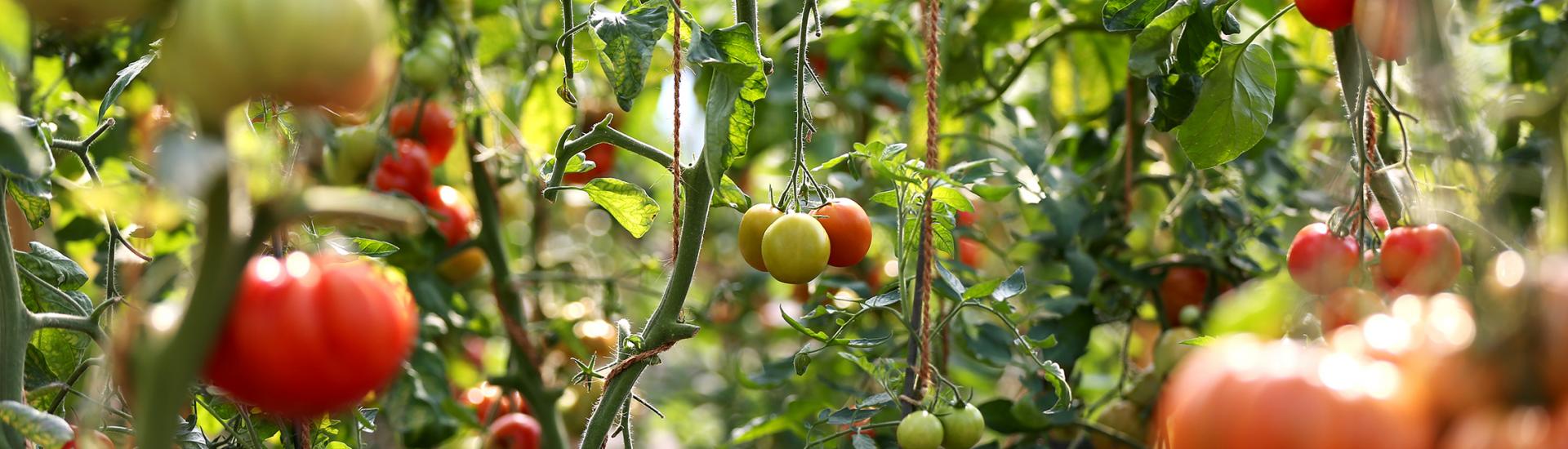 Tomatoes growing in Mediterranean Biome