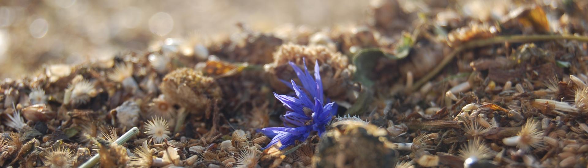 Cornflower and wildflower seeds drying