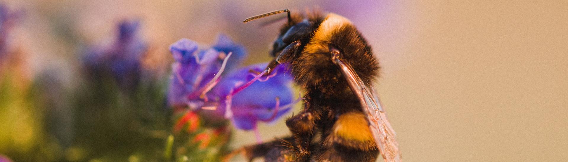 A close up of a bee on a flower with the background blurred 