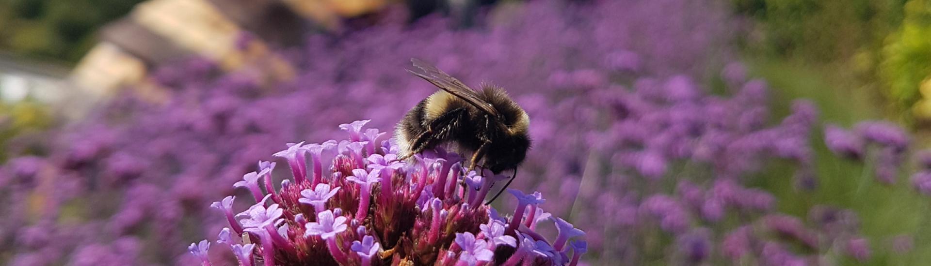 Eden Photo Comp winner 2018 - Bee Kind