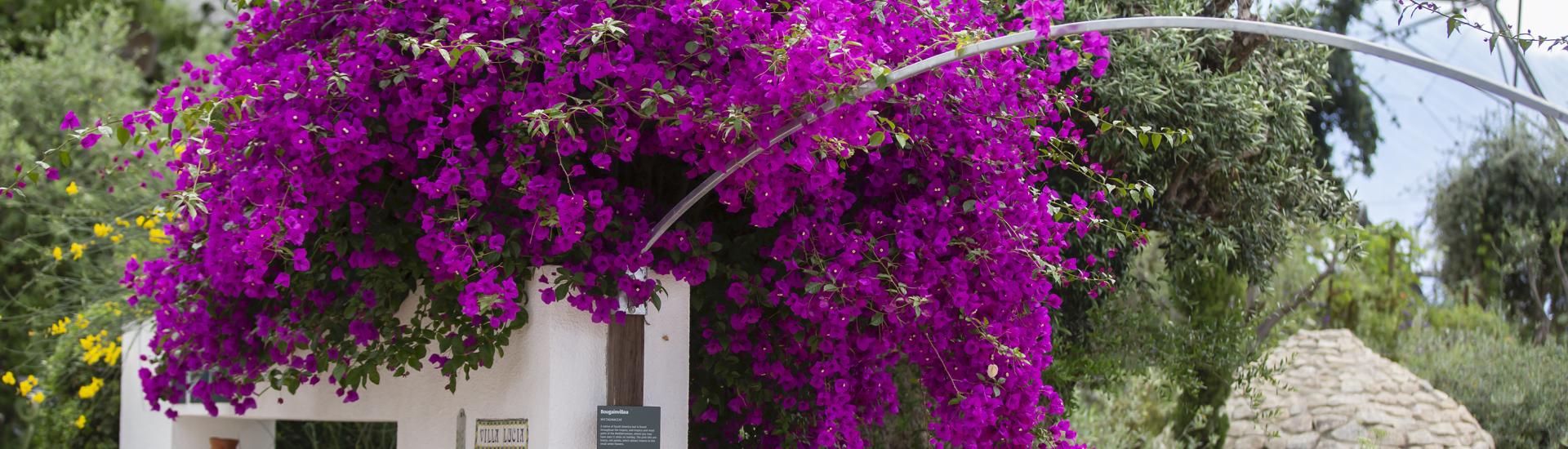 Bougainvillea