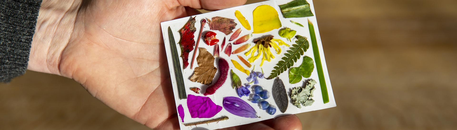 A piece of card in a hand with lots of different coloured flower leaves stuck to the card