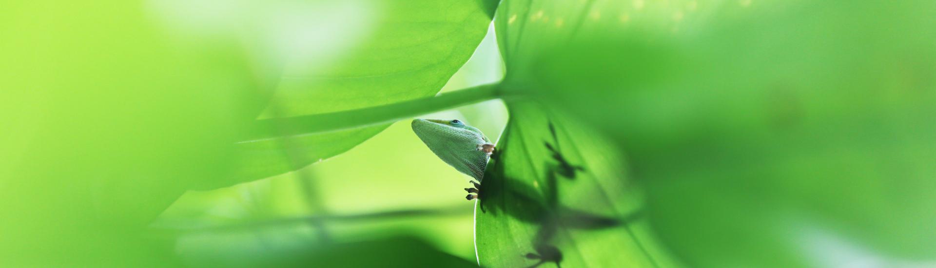 A view looking up of some leaves with a green anole sitting on the leaves