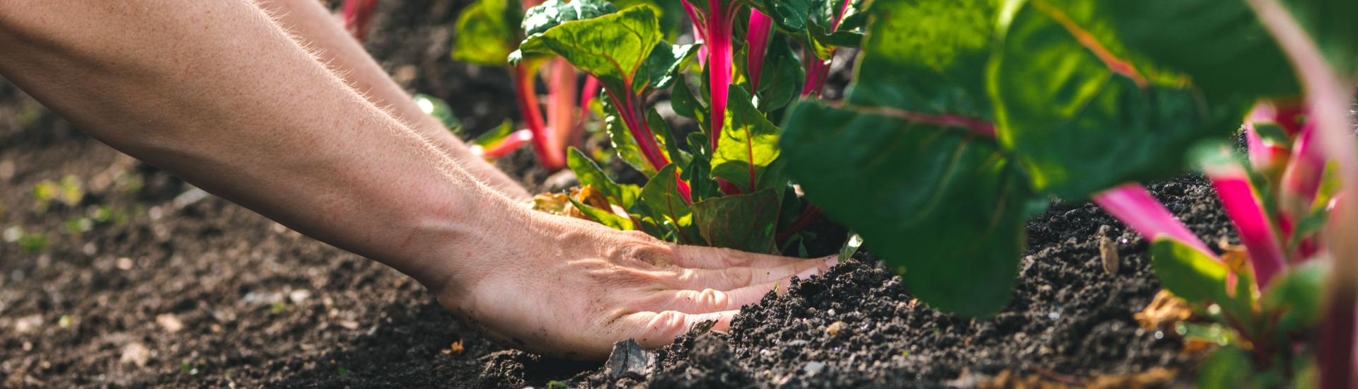 Hands planting swiss chard