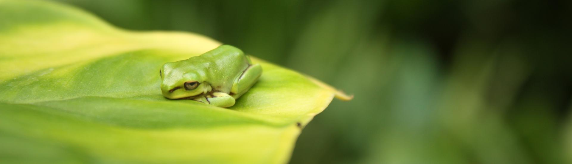 A green frog sitting on a green leaf with the background blurred