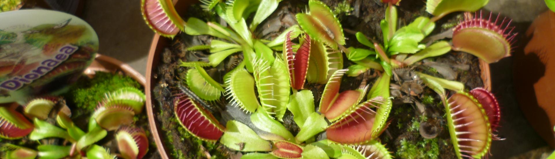 A birds eye view of pots containing Venus flytrap plants