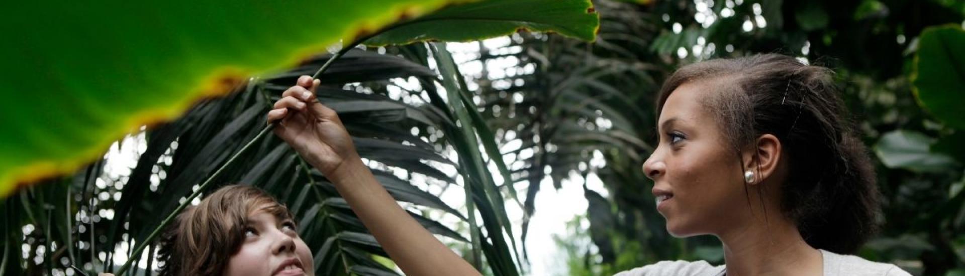 girls looking up at leaves