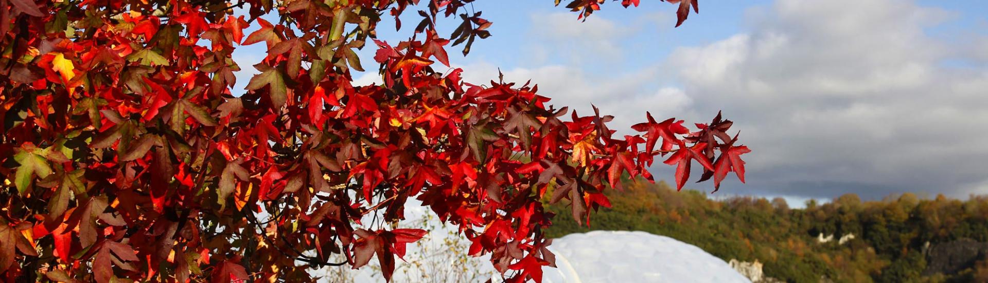 Liquidambar