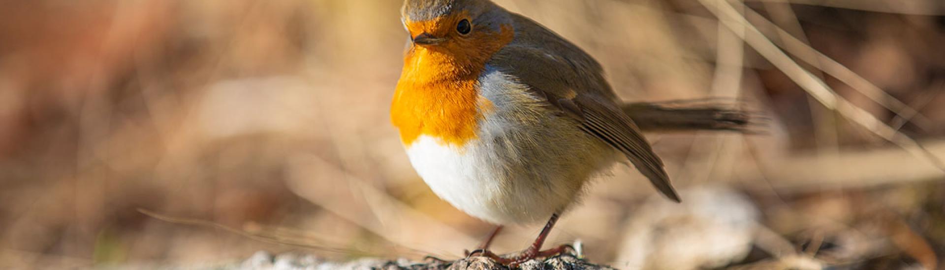 robin on branch